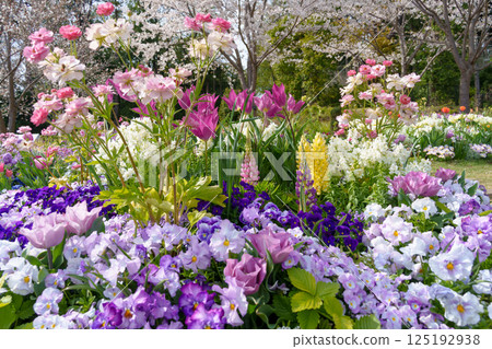 盛開著各種花朵的花壇（神奈川縣橫濱市） 125192938