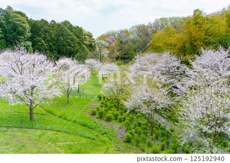 里山花園，櫻花盛開的春天景色（神奈川縣橫濱市） 125192940