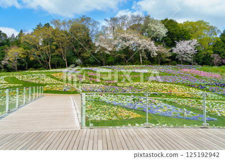里山庭園,春季花壇(神奈川縣橫濱市) 里山庭園,春季花壇(神奈川縣橫濱市) 125192942