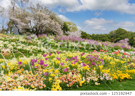 春天，盛開著各種花朵的大型花壇（神奈川縣橫濱市） 125192947