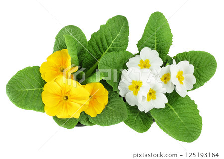 Yellow and white primrose isolated on white background. Top view. Flat lay Yellow and white primrose isolated on white background. Top view. Flat lay 125193164