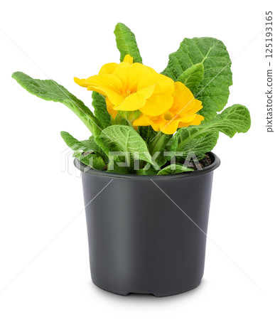 Yellow primrose in black pot isolated on white background. 125193165