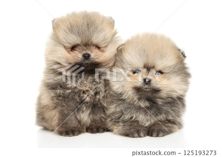 Snuggling Pomeranian Puppies A Fluffy Duo 125193273