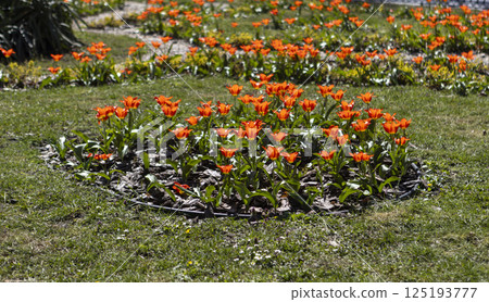 close-up of blooming red tulips close-up of blooming red tulips 125193777