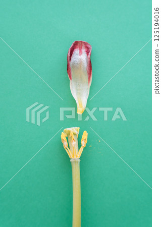 Withered tulip isolated on green background Withered tulip isolated on green background 125194016