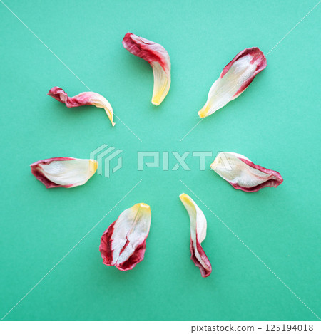 Withered tulip isolated on green background 125194018