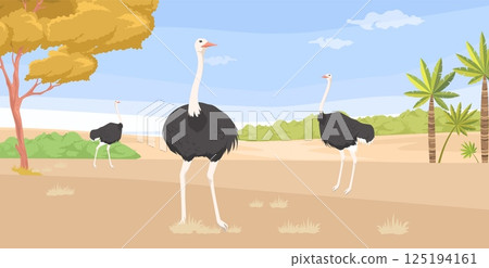 Three ostriches walk through a sunny desert environment, surrounded by sparse grass and a few scattered palm trees, under a clear blue sky with wispy clouds Three ostriches walk through a sunny desert environment, surrounded by sparse grass and a few scattered palm trees, under a clear blue sky with wispy clouds 125194161