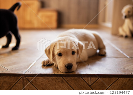 Close-up of a cute puppy on the floor of the house. A cute golden retriever dog in the room 125194477