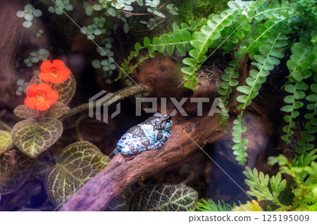 Poisonous black and blue frog on log among flowers and exotic plants 125195009