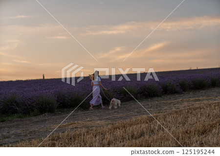 A woman is walking her dog in a field of purple flowers A woman is walking her dog in a field of purple flowers 125195244