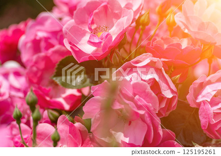 Roses Bouquet Flowers: Pink roses bloom, spring, garden, sunlight, gift celebration, symbol love beauty. 125195261