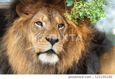 無畏的雄獅 125195280