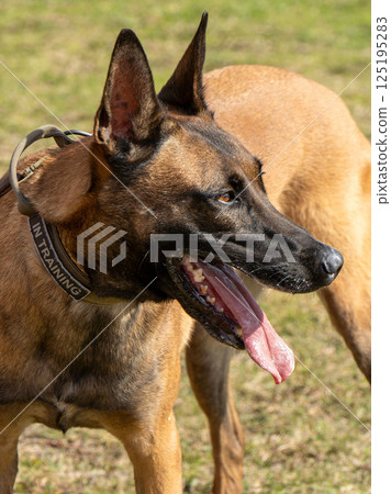 德國牧羊犬護衛犬 125195283