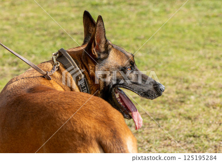 德國牧羊犬護衛犬 125195284