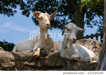 goat resting 125195285