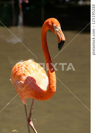 火烈鳥在水邊休息 火烈鳥在水邊休息 125195288