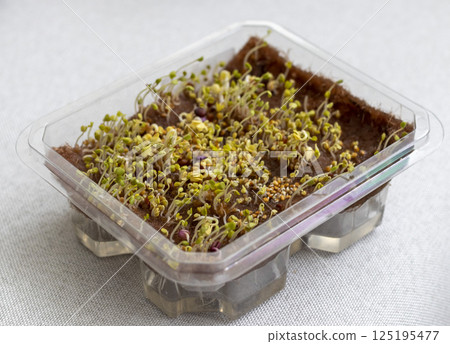 Freshly sprouted shoots of micro greens in the plastic container Freshly sprouted shoots of micro greens in the plastic container 125195477