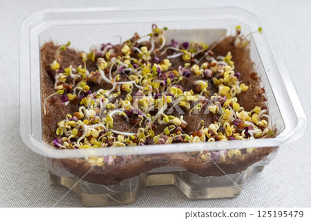 Freshly sprouted shoots of micro greens in the plastic container Freshly sprouted shoots of micro greens in the plastic container 125195479