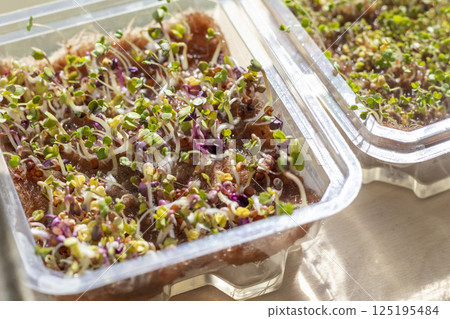 Freshly sprouted shoots of micro greens in the plastic container Freshly sprouted shoots of micro greens in the plastic container 125195484