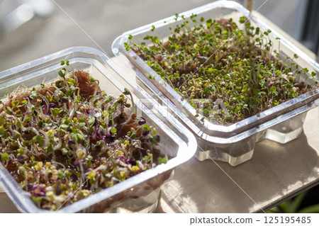 Freshly sprouted shoots of micro greens in the plastic container Freshly sprouted shoots of micro greens in the plastic container 125195485