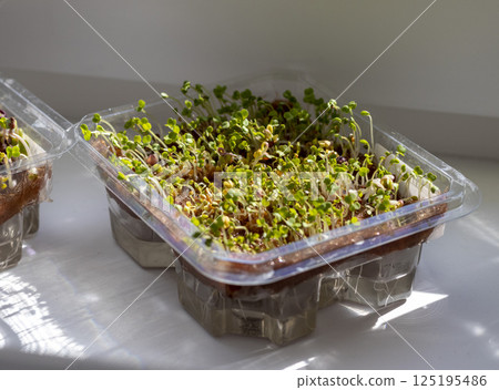 Freshly sprouted shoots of micro greens in the plastic container Freshly sprouted shoots of micro greens in the plastic container 125195486