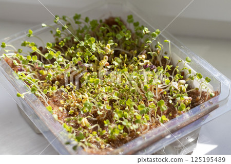 Freshly sprouted shoots of micro greens in the plastic container 125195489