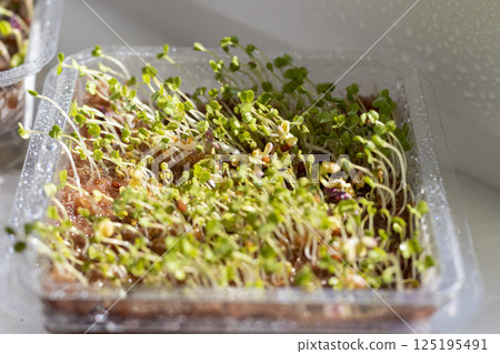 Freshly sprouted shoots of micro greens in the plastic container 125195491