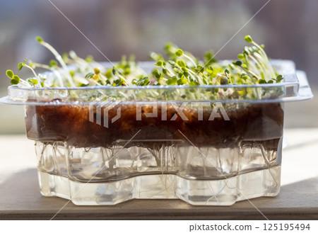 Freshly sprouted shoots of micro greens in the plastic container Freshly sprouted shoots of micro greens in the plastic container 125195494