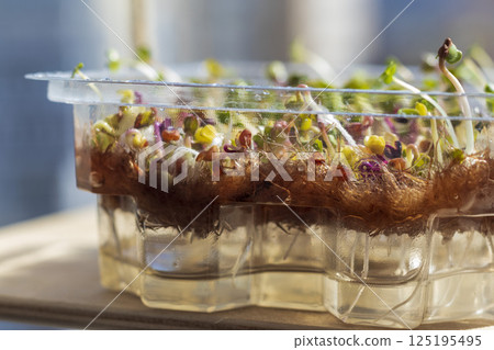 Freshly sprouted shoots of micro greens in the plastic container 125195495