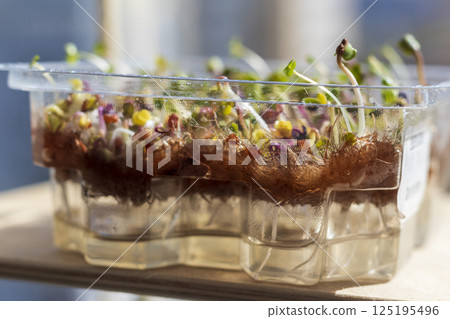 Freshly sprouted shoots of micro greens in the plastic container 125195496