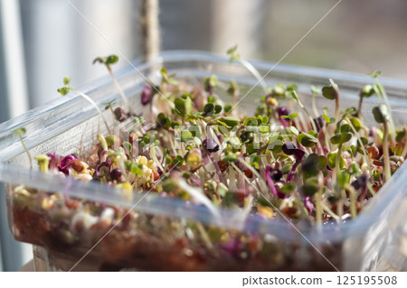 Freshly sprouted shoots of micro greens in the plastic container on the jute mat 125195508