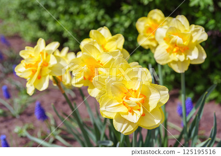 Beautiful spring yellow double petals daffodil flower in full bloom, flowerbed in park or garden 125195516