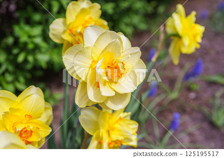 Beautiful spring yellow double petals daffodil flower in full bloom, flowerbed in park or garden Beautiful spring yellow double petals daffodil flower in full bloom, flowerbed in park or garden 125195517