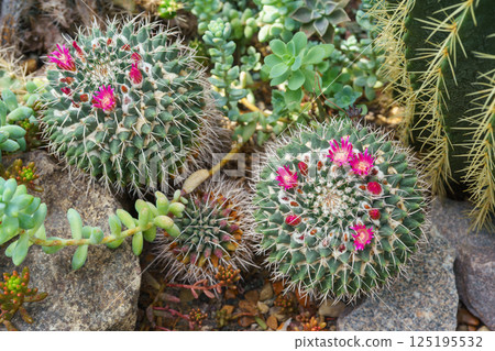 Blooming Cactus with pink flowers Cactacea Mammillaria polythele near a rock in natural environment 125195532