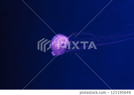 underwater photos of jellyfish chrysaora quinquecirrha jellyfish the atlantic sea nettle underwater photos of jellyfish chrysaora quinquecirrha jellyfish the atlantic sea nettle 125195649