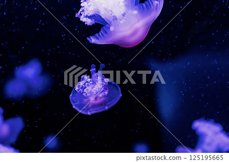 underwater photography jellyfish Cotylorhiza tuberculata, Mediterranean jellyfish underwater photography jellyfish Cotylorhiza tuberculata, Mediterranean jellyfish 125195665