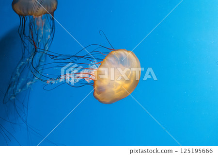 underwater photography jellyfish Chrysaora fuscescens, Pacific sea nettle, West Coast sea nettle underwater photography jellyfish Chrysaora fuscescens, Pacific sea nettle, West Coast sea nettle 125195666