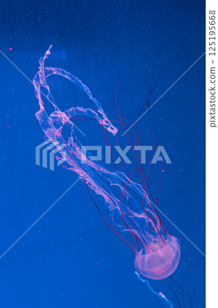 underwater photography jellyfish Purple striped jelly. Chrysaora colorata 125195668