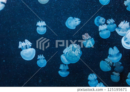 underwater photography jellyfish Blue Blubber Jelly, Catostylus mosaicus 125195671