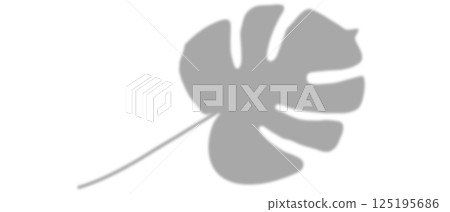 shadow from plant branches on white background 125195686