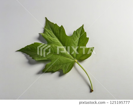 Minimalist Green Leaf on White Background 125195777
