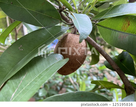 The big of Sapodilla fruit ready to harvested in the garden near the house 125195816