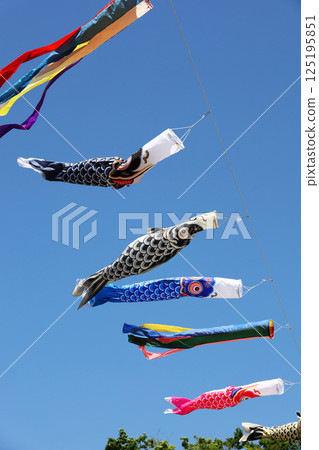 A carp streamer swaying in the clear blue sky and wind 125195851