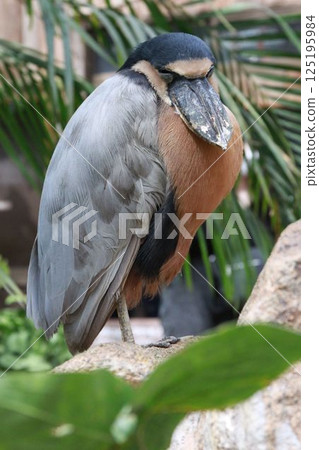 Broadbill (Kobe Animal Kingdom) 125195984