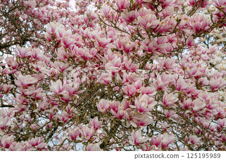 delicate magnolia flowers with soft pink petals in full bloom, showcasing natural beauty and capturing the essence of springtime. Background features a blurred garden scene. delicate magnolia flowers with soft pink petals in full bloom, showcasing natural beauty and capturing the essence of springtime. Background features a blurred garden scene. 125195989