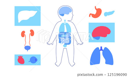 Internal organs of the child 125196090