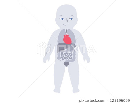 Internal organs of the child 125196099