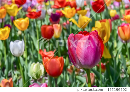 Beautiful tulip flower 125196302