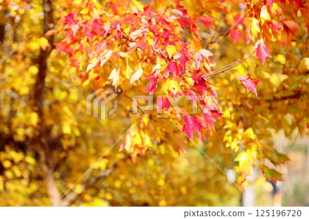 Colorful Sugar Maple Leaves 125196720
