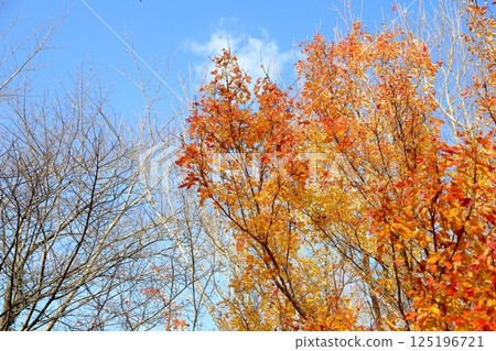 多彩的糖楓葉 125196721